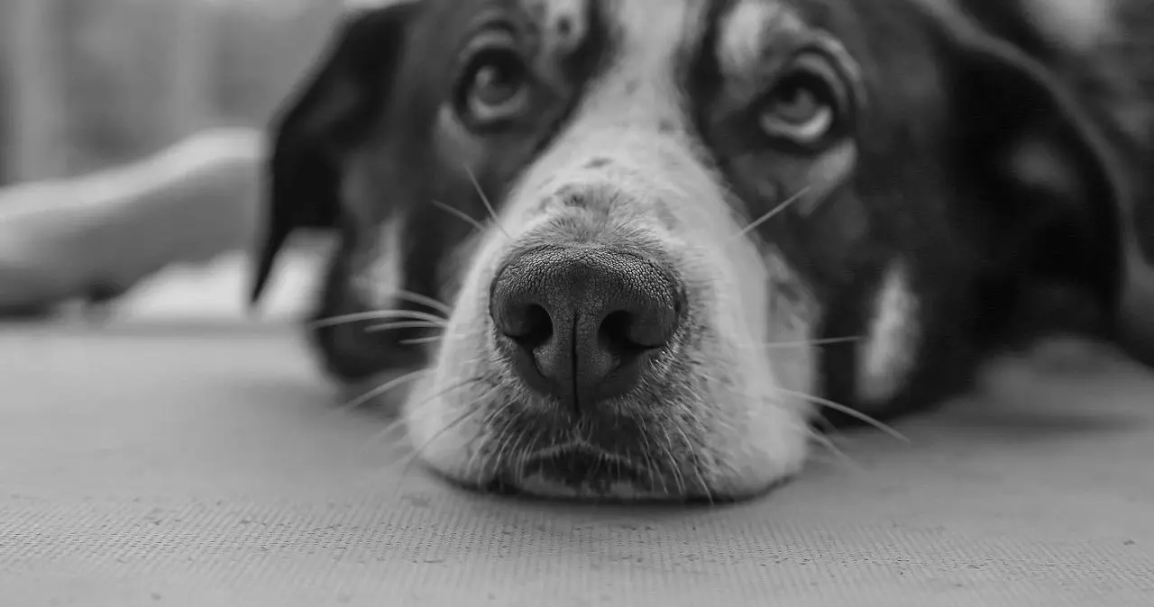 西檬之家如何理解和加入sp小圈?新手必看指南 一