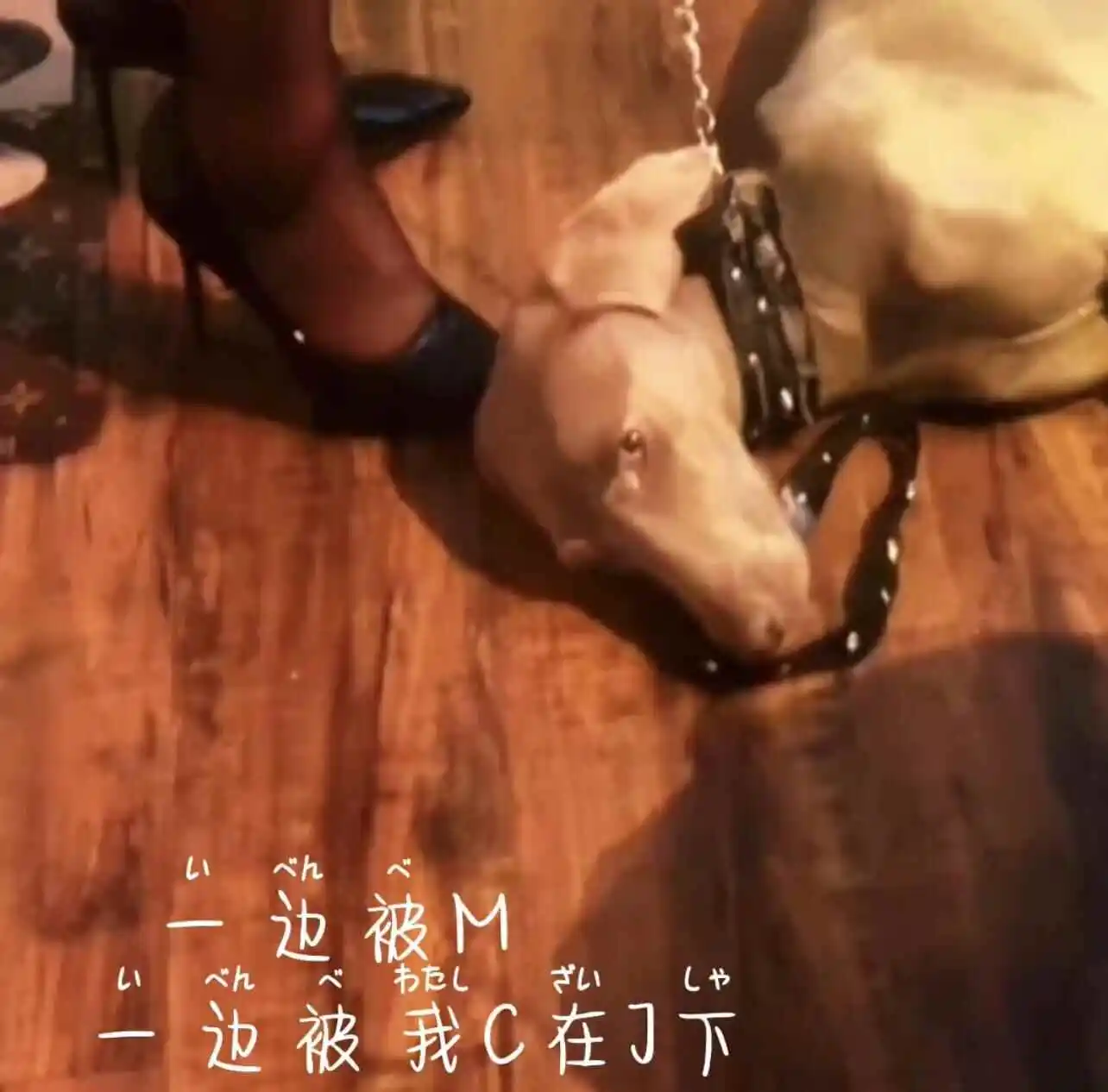 西檬之家k8猫系是什么?字母圈新人如何识别 一